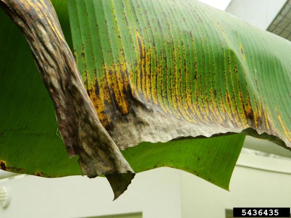 Figure 1. Black sigatoka leaf streaks on a banana leaf (Image: Ko Ko Maung, Bugwood.org) Black sigatoka leaf streaks on banana leaf