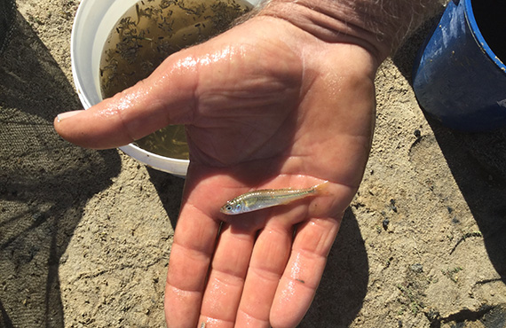 A Murray Hardyhead A Murray Hardyhead in a hand