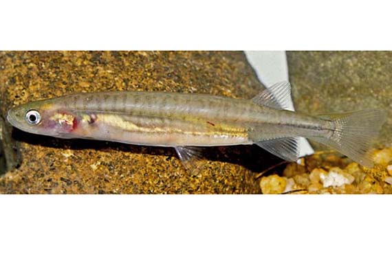Flathead Galaxias (Photo: T. Raadik)