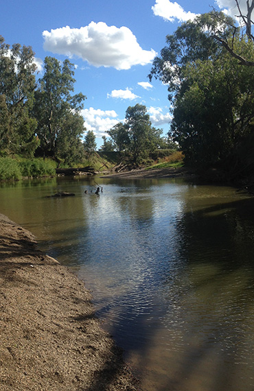 Silver Perch habitat Silver Perch habitat