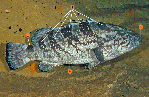 How to identify a Black Rockcod How to identify a Black Rockcod