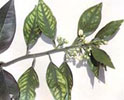 Zinc deficiency 2