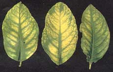 Manganese toxicity leaves