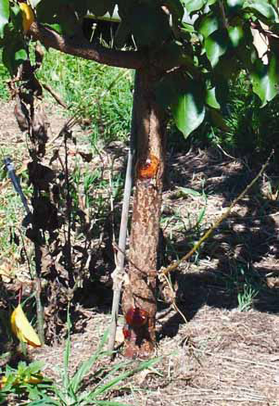 Figure 9. Summer canker.