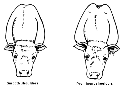 Figure 2. Bull shoulders should be smooth against the rib cage. Prominent should increase the chance of calving problems Ideal bull shoulders
