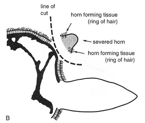 Dehorning site Diagram B Dehorning site Diagram B