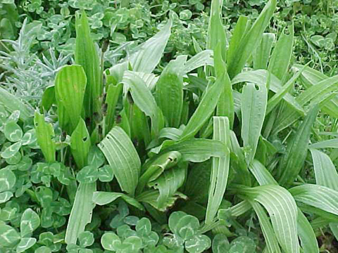 Narrow leaf plantain