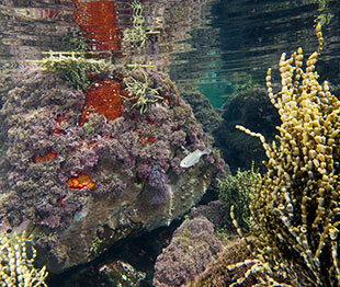 Rockpool, Photo: David Harasti Rockpool