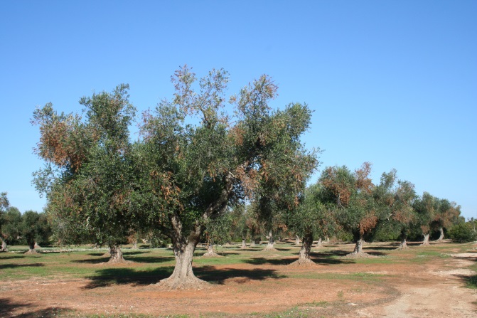 A row of olive trees in an orchard showing scattered browning throughout the otherwise green canopy