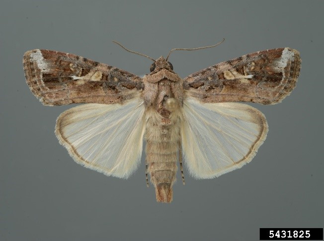 Figure 4 Male fall armyworm moth (Image: Lyle Buss, University of Florida, Bugwood.org) A light brown moth with varied brown and white markings on forewings and white hindwings with light brown markings on margins