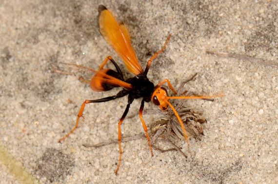 A spider wasp that has paralysed a spider (Image: Jean and Fred, Flickr) A wasp with orange wings, legs and bottom, a black body, with a greyish spider