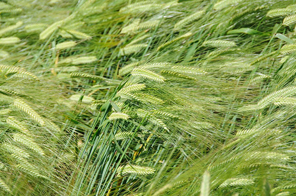 Barley