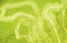Citrus leaf miner