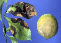 Brown rot