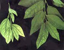 Zinc deficiency 3