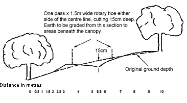Figure 2. Cross-section between mounded rows across a 7° slope.<br /> Note how the risk of drainage channel over-topping is increased on the lower side in this situation. One pass x 1.5m wide rotary hoe either side of the centre link, cutting 15cm deep. Earth to be graded from this section to areas beneath the canopy.