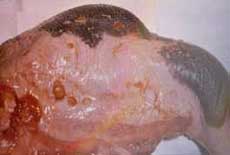 The photo shows a tongue removed from a cow with wooden tongue. Note the yellow lumps of 'actino' granules bursting out of the swollen tongue — both in the black pigmented section and lower down near the base. Wooden tongue: removed tongue