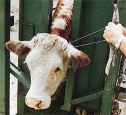 Horn tipping with wire Horn tipping with wire