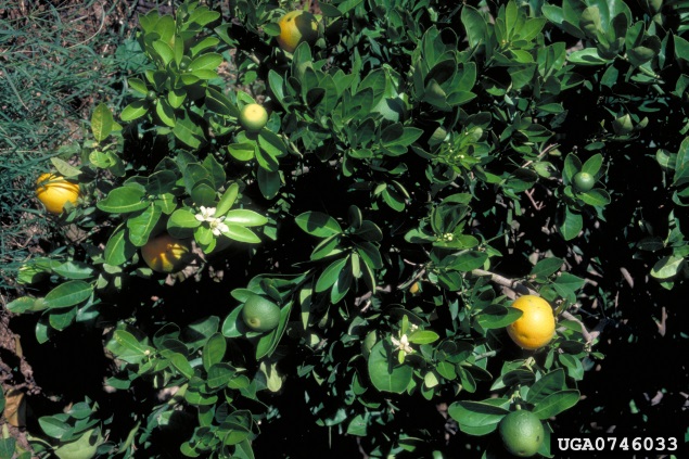 Orange tree with lots of rosettes for cup shaped leaves, and fruit at all stages of maturation