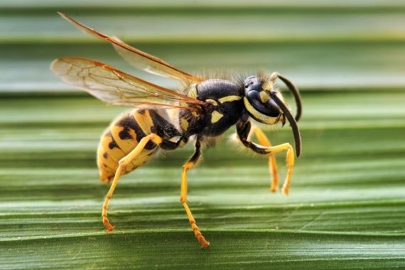 European wasp lateral view (Image: Richard Bartz, Wikimedia) Lateral view of European wasp resting on a green leaf