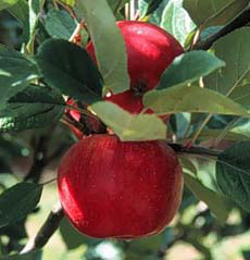Breakwell's Seedling