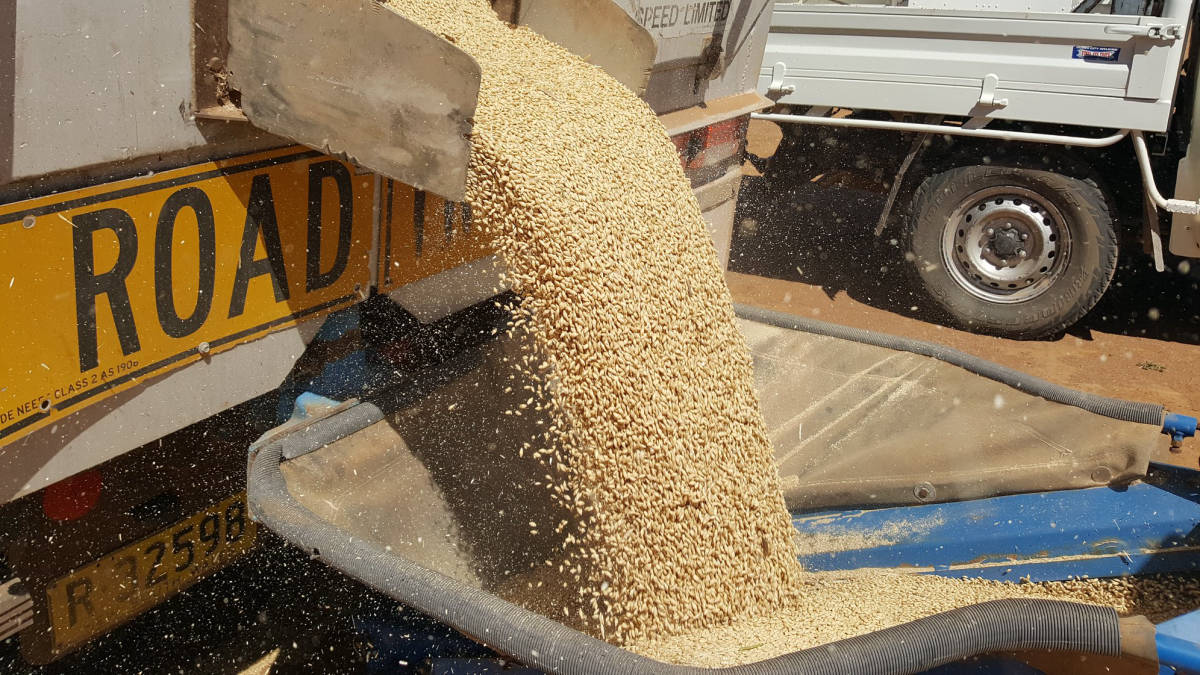 Barley