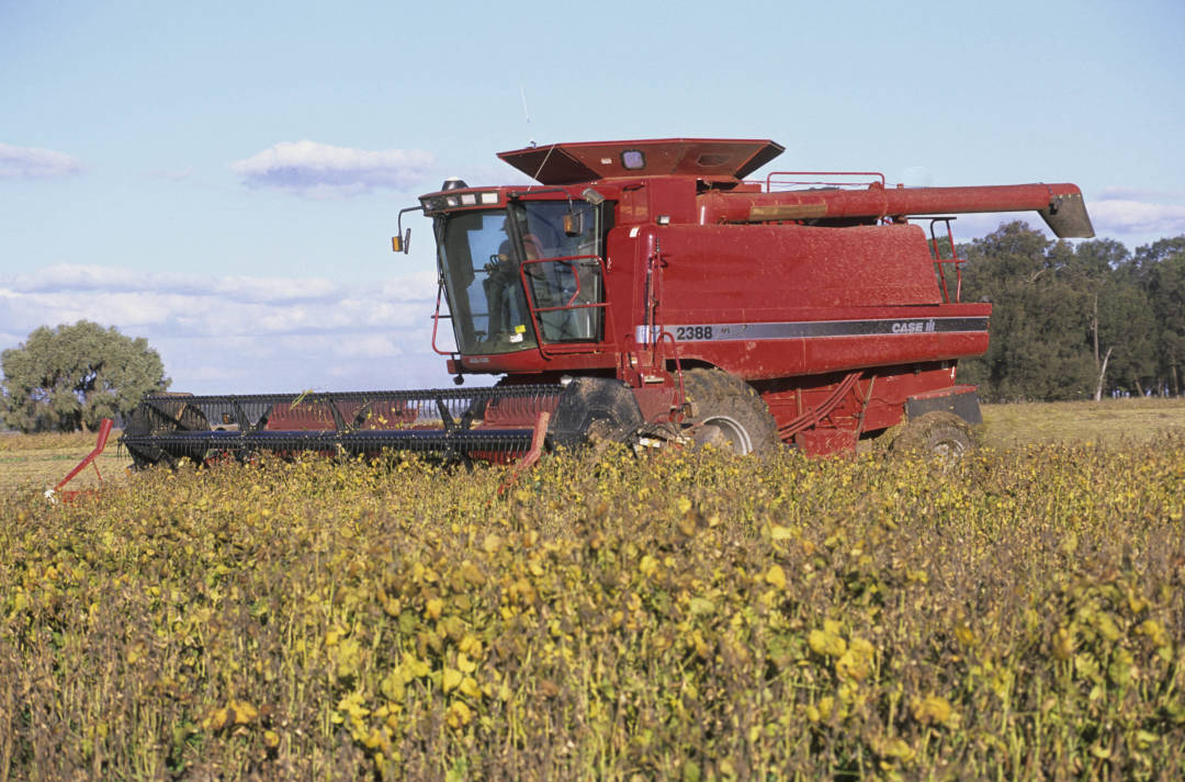Oilseeds