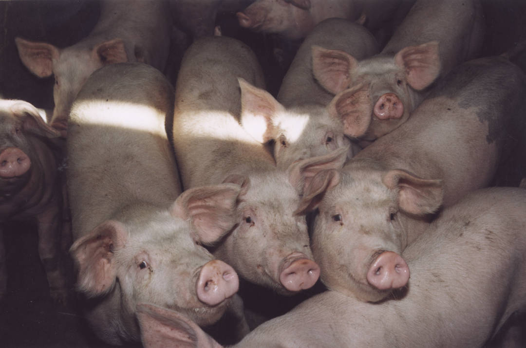 Pork