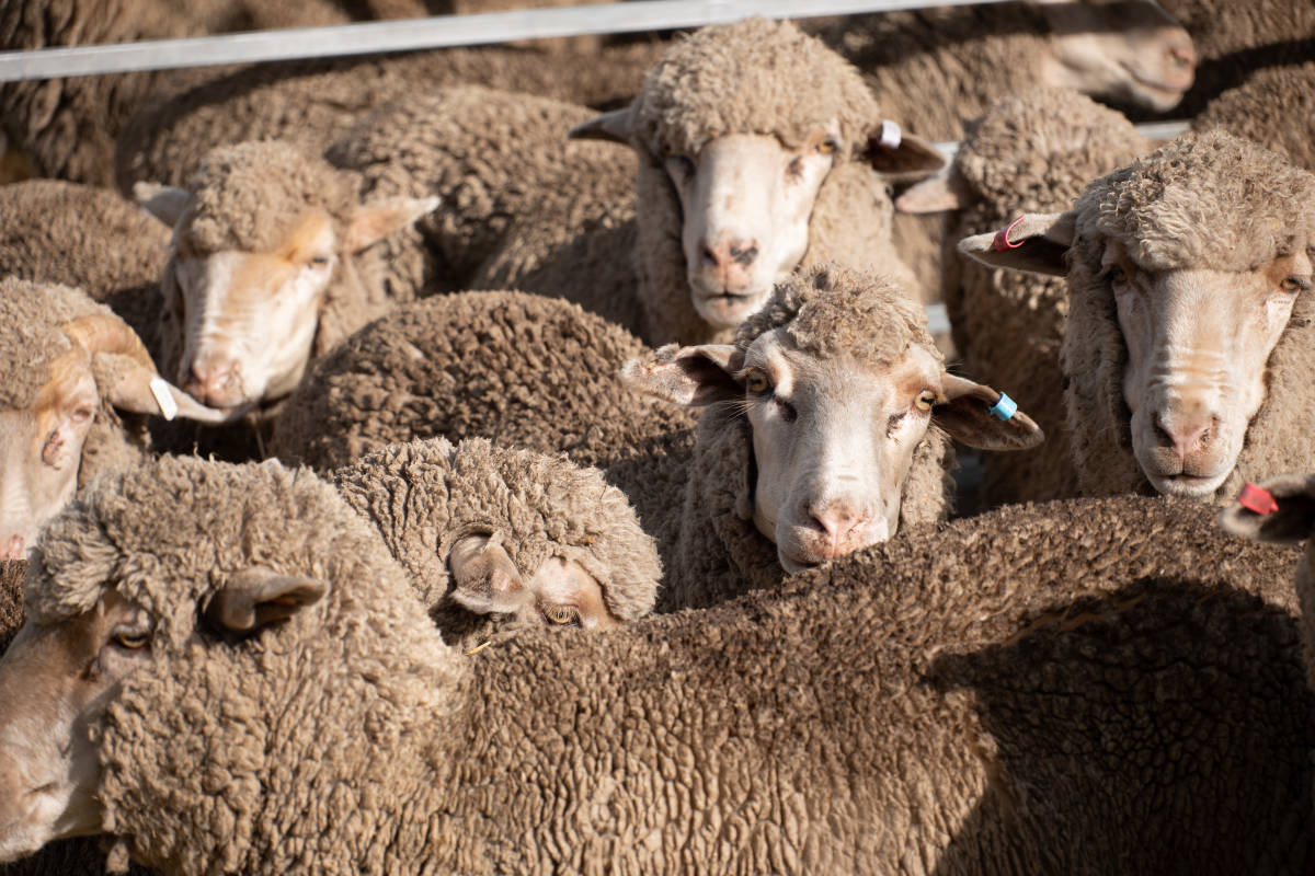 Sheepmeat