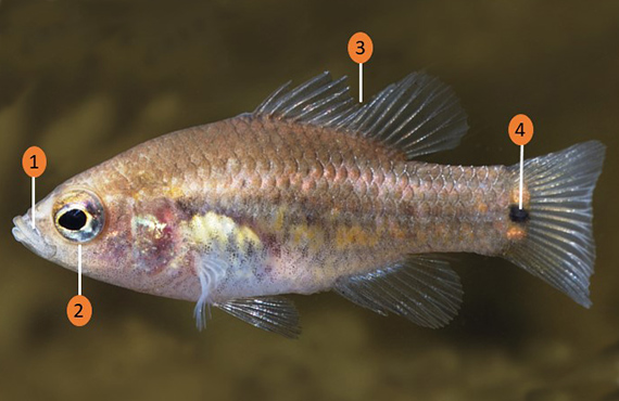 How to identify an Oxleyan Pygmy Perch