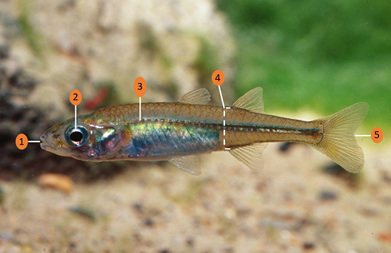 How to identify a Murray Hardyhead How to identify a Murray Hardyhead