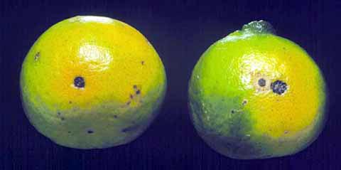 Brown spot