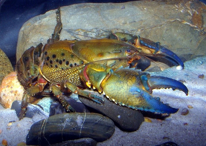 Cudgegong Giant Spiny Crayfish