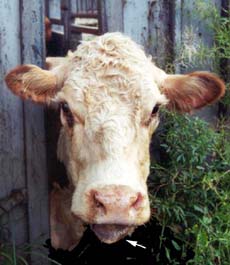 Wooden tongue is usually detected when a beast is seen with its tongue protruding from its mouth. Wooden tongue: in live cow