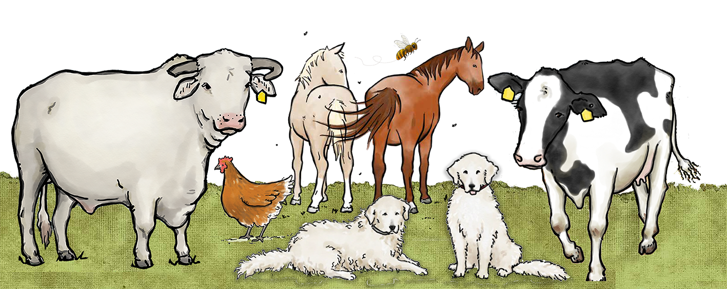 Tocal farm picture book characters take a break on the farm illustration showing the characters from the picture books, includes a charolais steer, fresian cow, two maremma dogs, isa brown hen, two Australian Stock horses and a honeybee