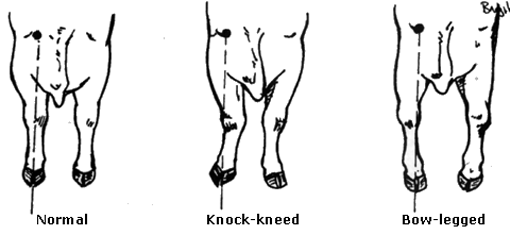 Figure 3. Front legs of a bull should be straight when viewed from the front Front legs of bull showing normal, knock-kneed and bow-legged stance