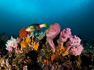 Sponge Garden, Photo: David Harasti Sponge Garden