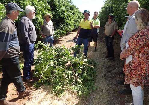 Daniel Lazar (Sunmar orchard manager) discussing pruning techniques with Sunraysia citrus growers. Daniel Lazar (Sunmar orchard manager) discussing pruning techniques with Sunraysia citrus growers.