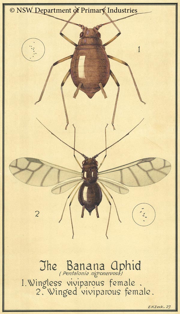 Illustration of Banana aphid