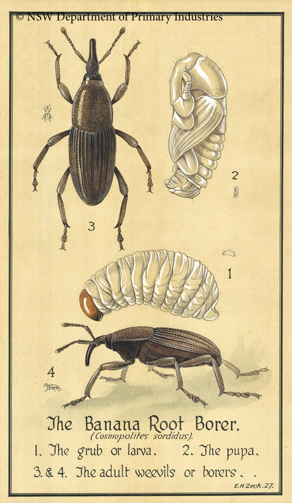 Illustration of Banana root borer