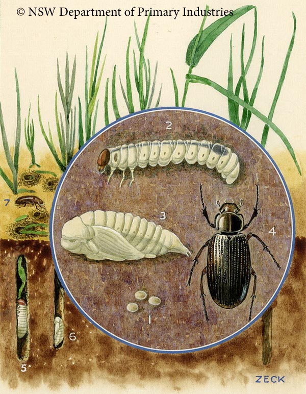 Illustration of Blackheaded pasture cockchafer