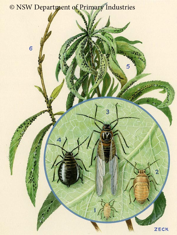Illustration of Black peach aphid