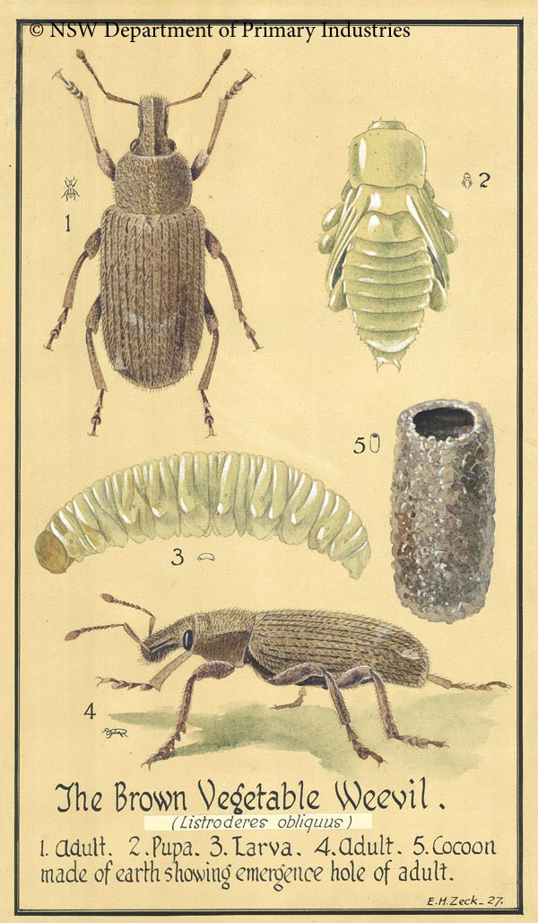 Illustration of Brown vegetable weevil