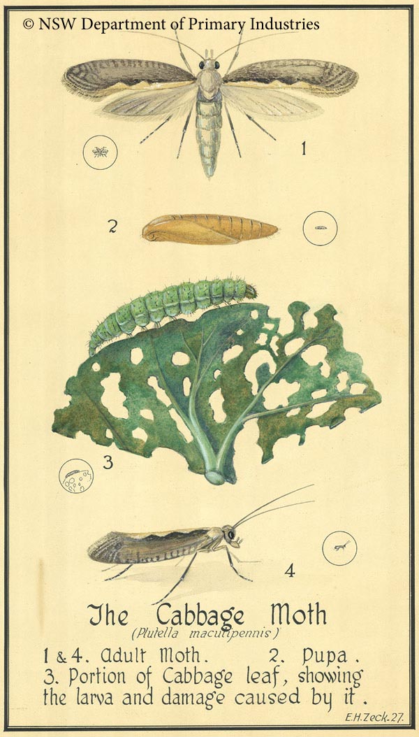 Illustration of Cabbage white butterfly