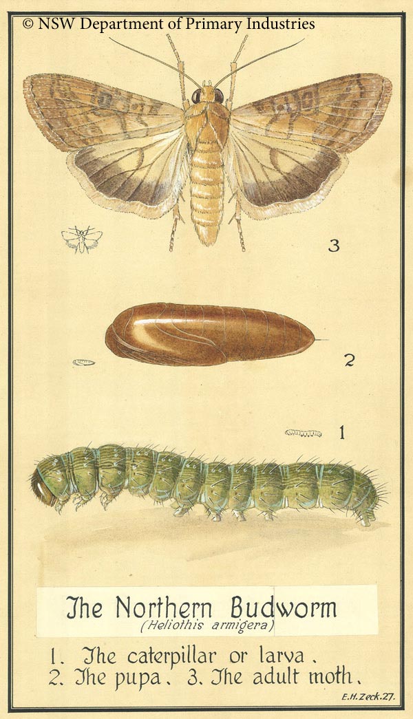 Illustration of Norther budworm
