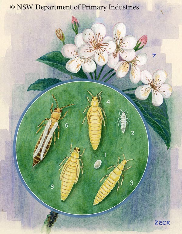 Illustration of Plague thrips