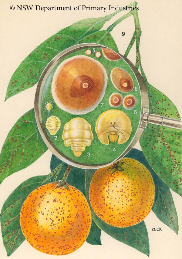 Illustration of Red scale
