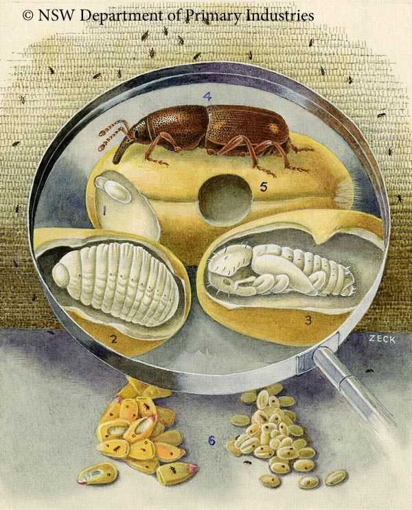 Illustration of Rice weevil