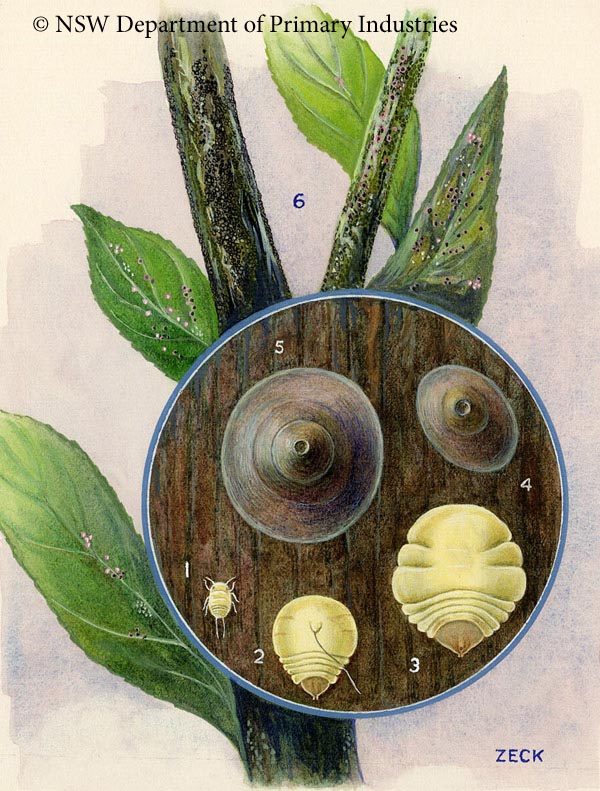 Illustration of San Jos&Atilde;&copy; scale