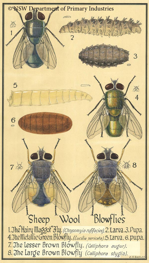 Illustration of Sheep slowflies